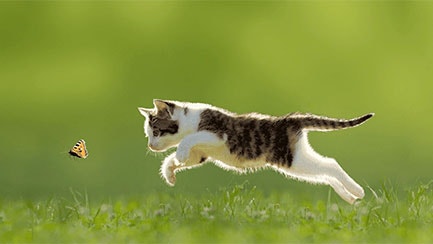 con mèo đang chơi đùa ngoài vườn