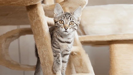 mèo con đang nhìn chằm chằm